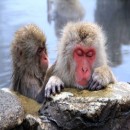 リフレブレス　ボーナスコース　毎月