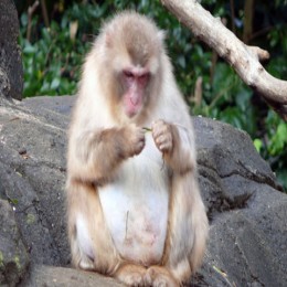 機能性表示食品　ホッとキュッと